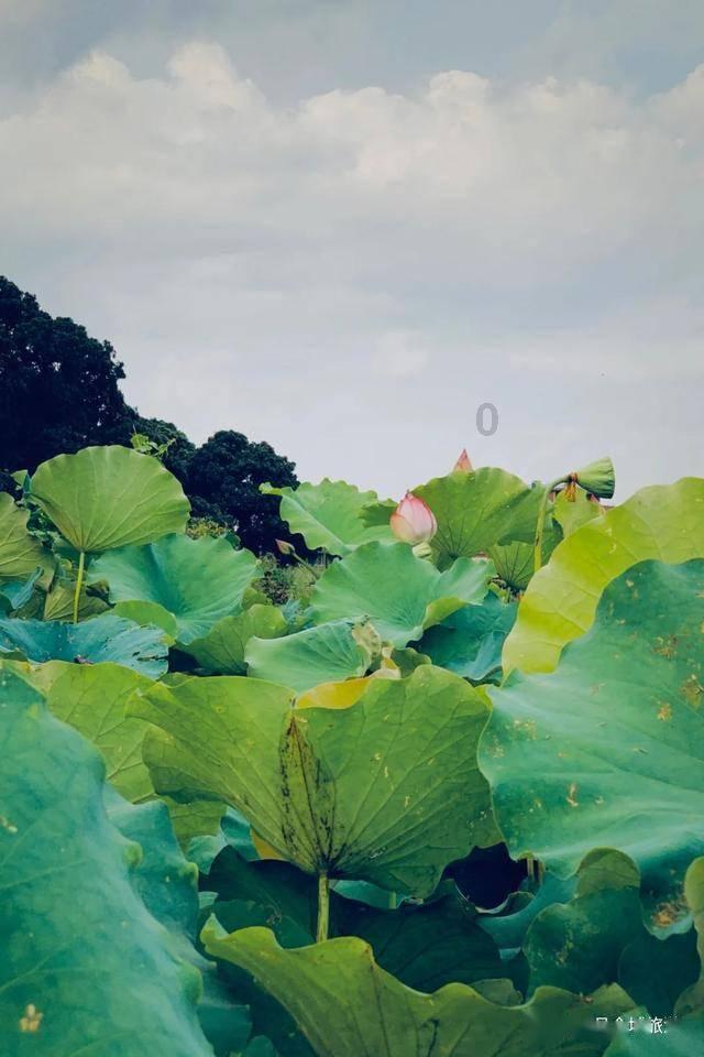 街头霸王5
